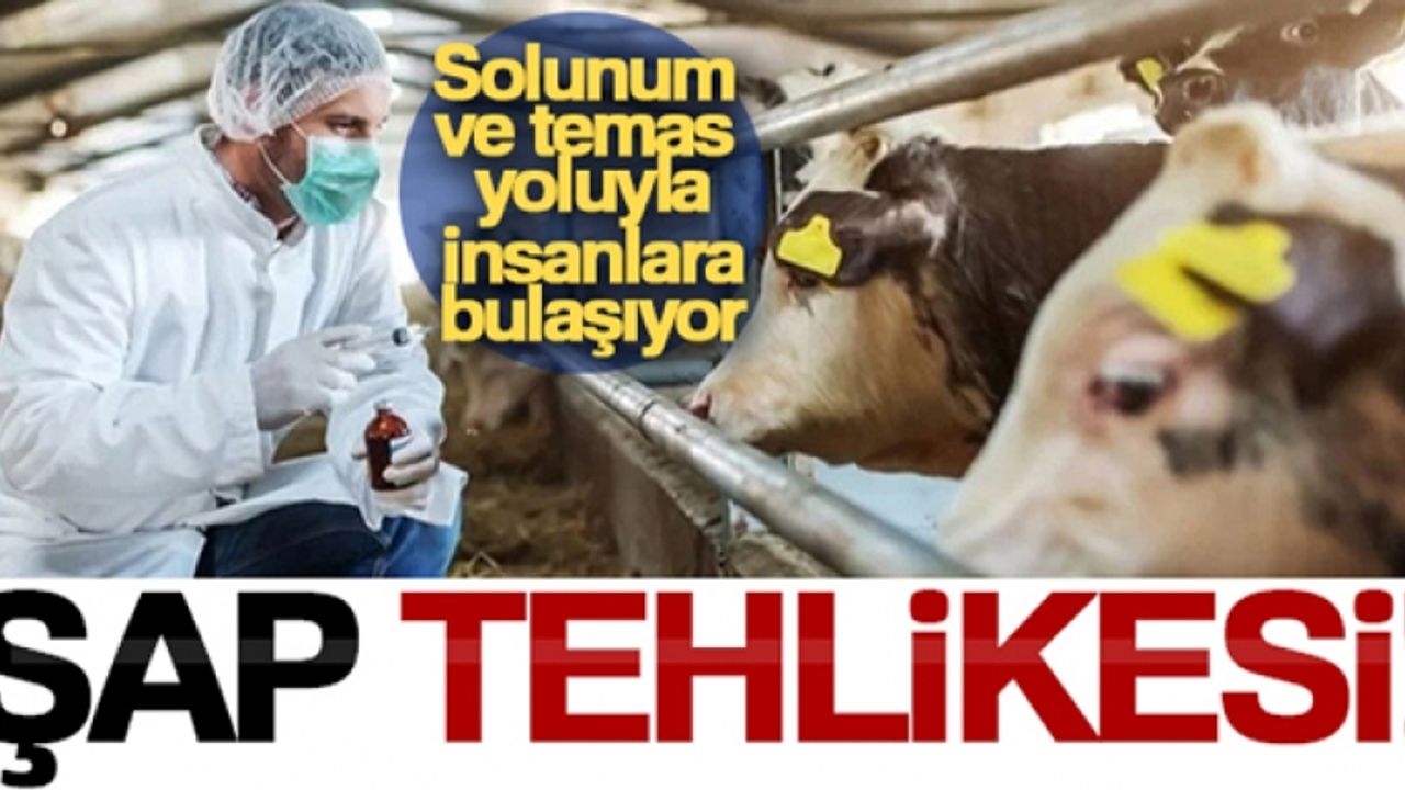 Şap hastalığı, solunum ve temas yoluyla insanlara bulaşıyor