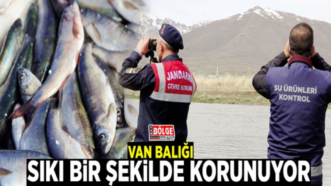 Van Balığı sıkı bir şekilde korunuyor