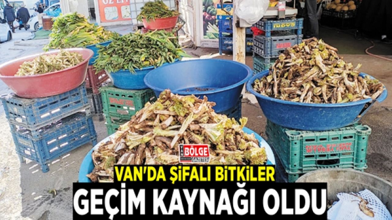 Van'da şifalı bitkiler geçim kaynağı oldu
