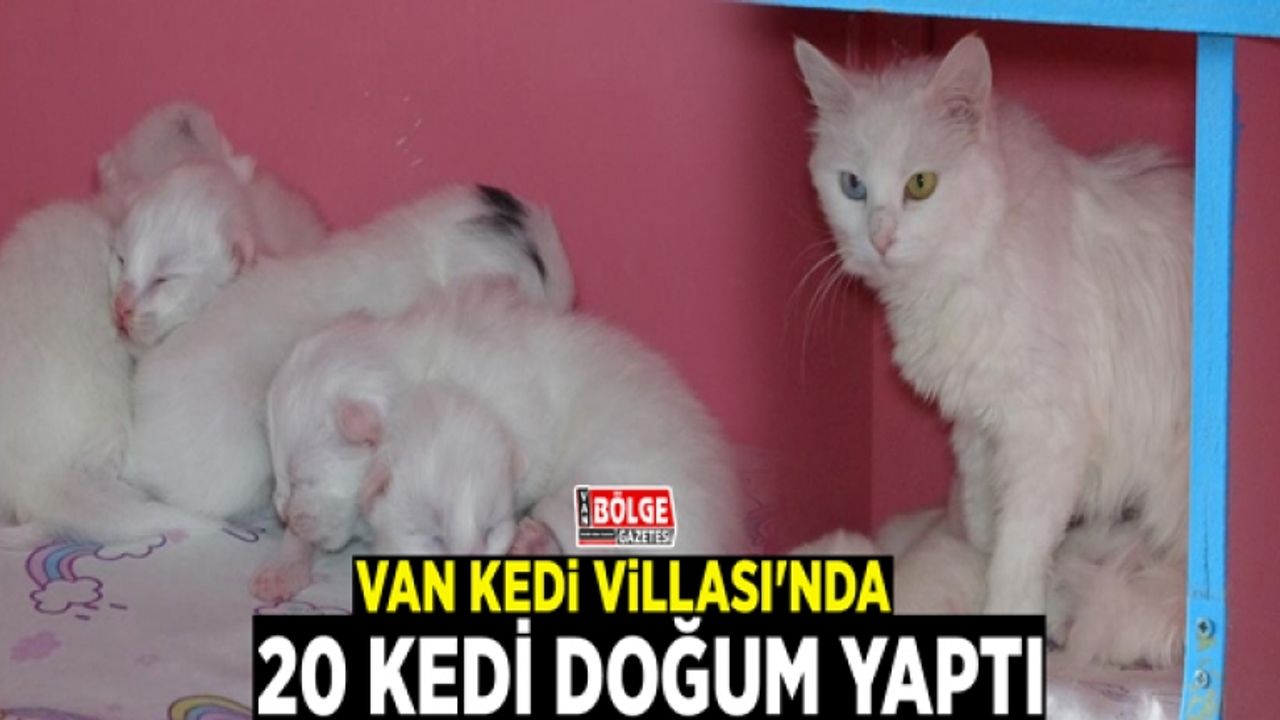 Van Kedi Villası'nda 20 kedi doğum yaptı