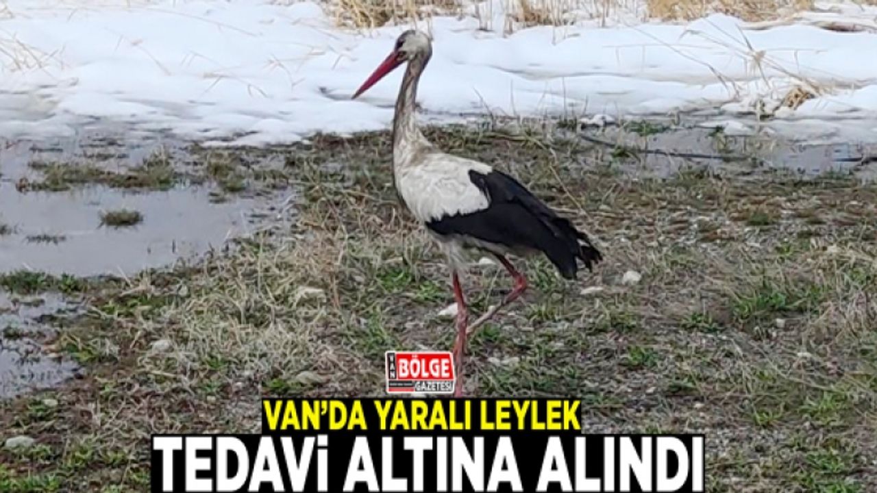 Van’da yaralı leylek tedavi altına alındı