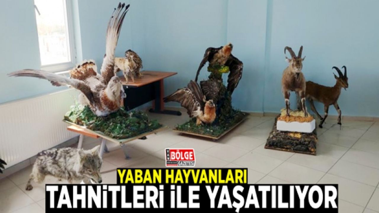 Yaban hayvanları tahnitleri ile yaşatılıyor