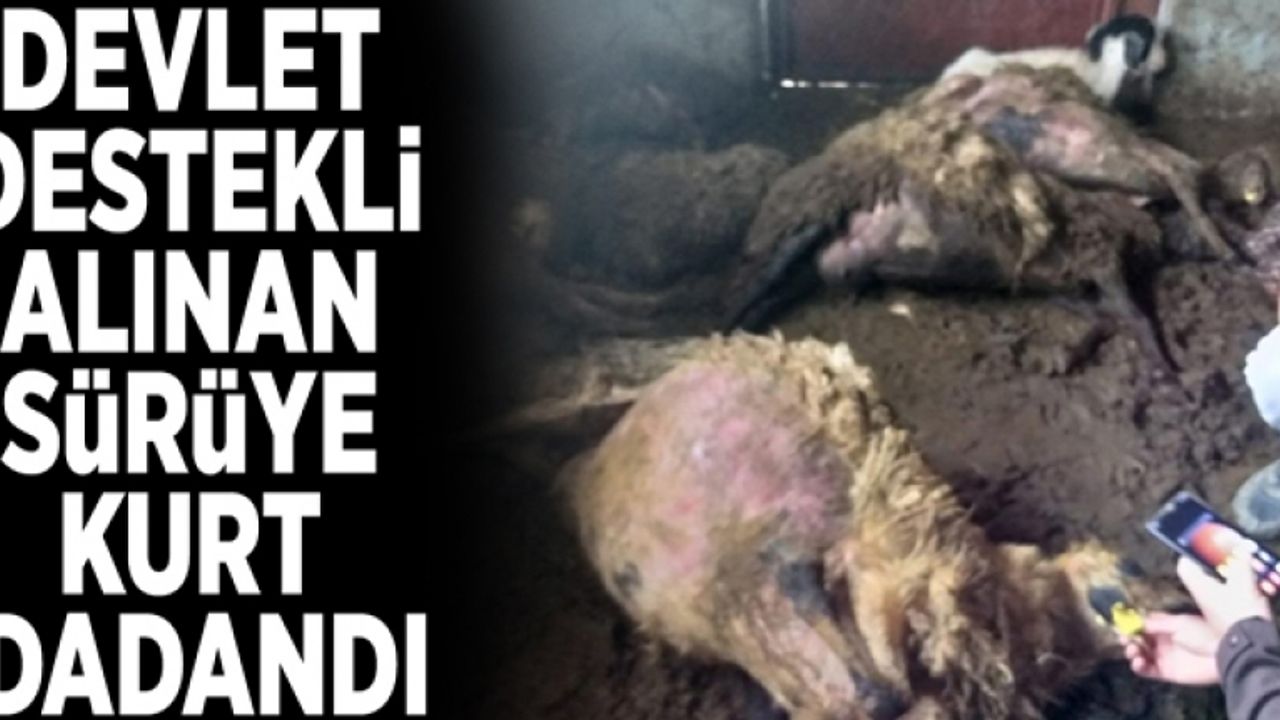 Devlet destekli alınan sürüye kurt dadandı
