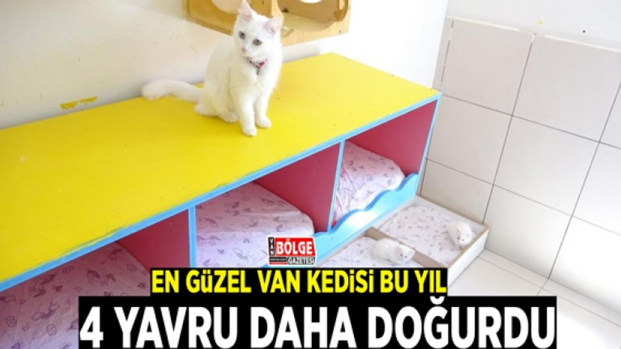 En güzel Van kedisi bu yıl 4 yavru daha doğurdu