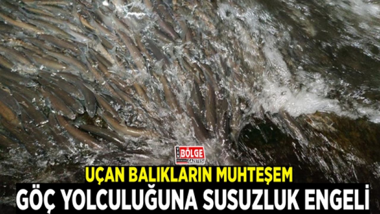 Uçan balıkların muhteşem göç yolculuğuna susuzluk engeli