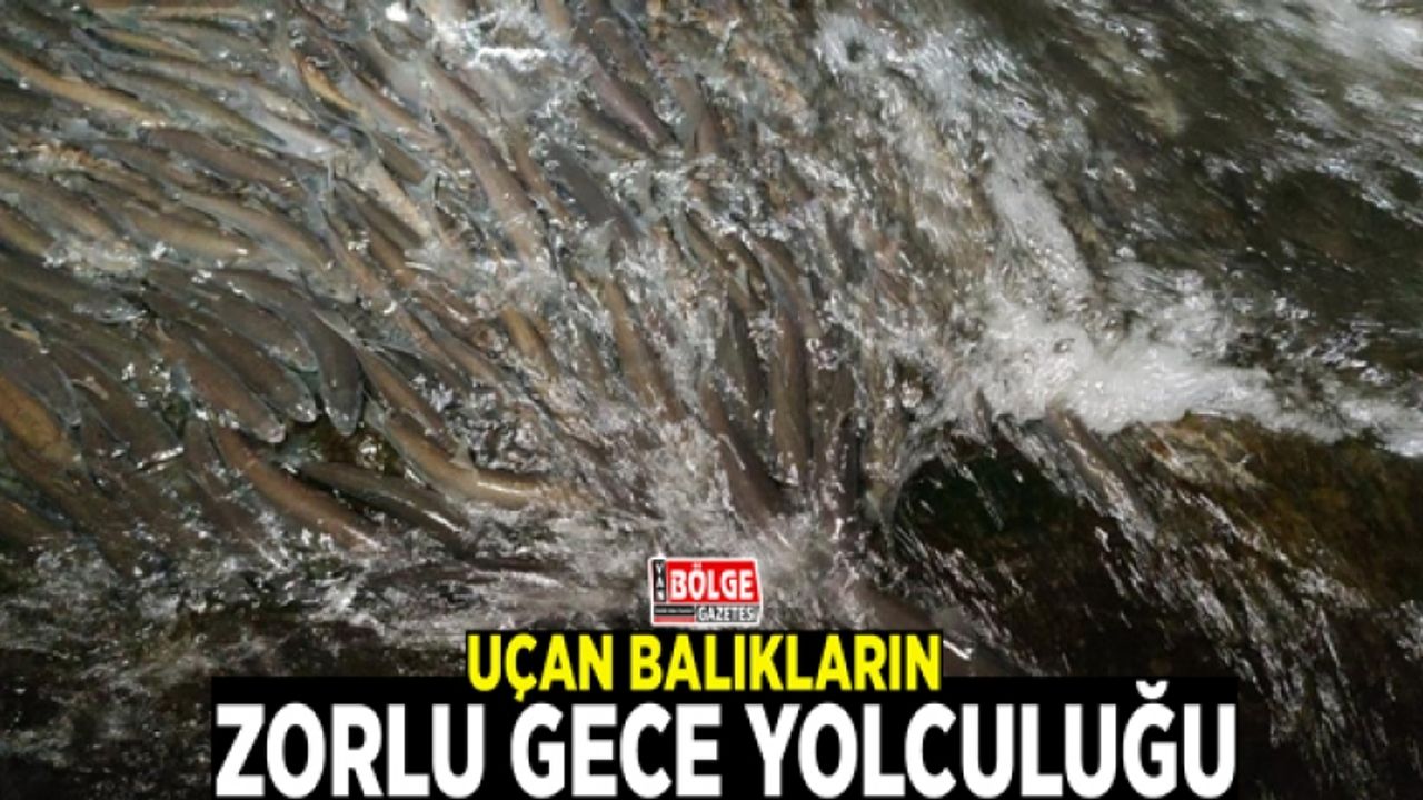 Uçan balıkların zorlu gece yolculuğu