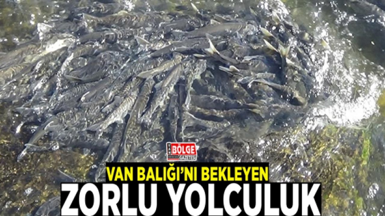 Van Balığı’nı bekleyen zorlu yolculuk