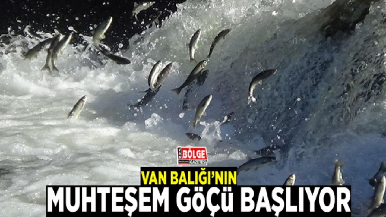 Van Balığı’nın muhteşem göçü başlıyor
