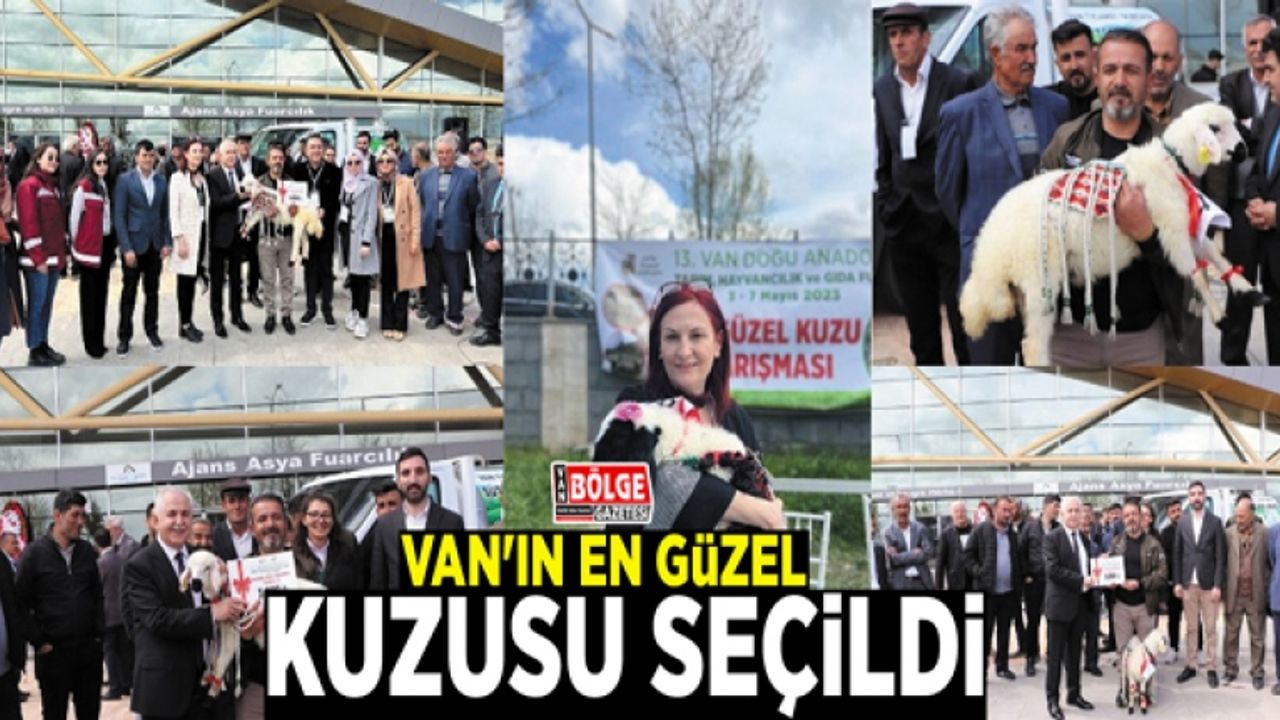 Van'ın en güzel kuzusu seçildi