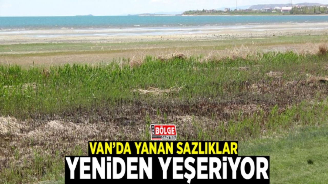 Van’da yanan sazlıklar yeniden yeşeriyor