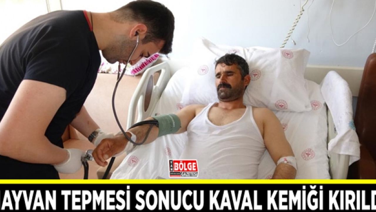 Büyükbaş hayvanın tepmesi sonucu kaval kemiği kırıldı