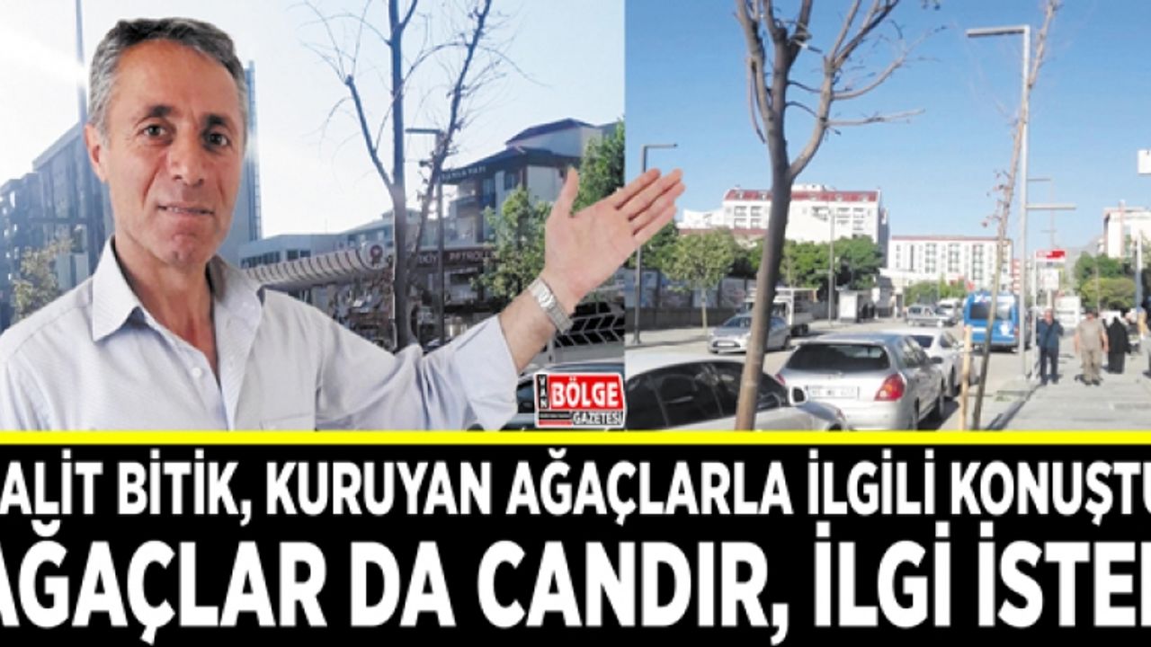Halit Bitik, kuruyan ağaçlarla ilgili konuştu: Ağaçlar da candır, ilgi ister