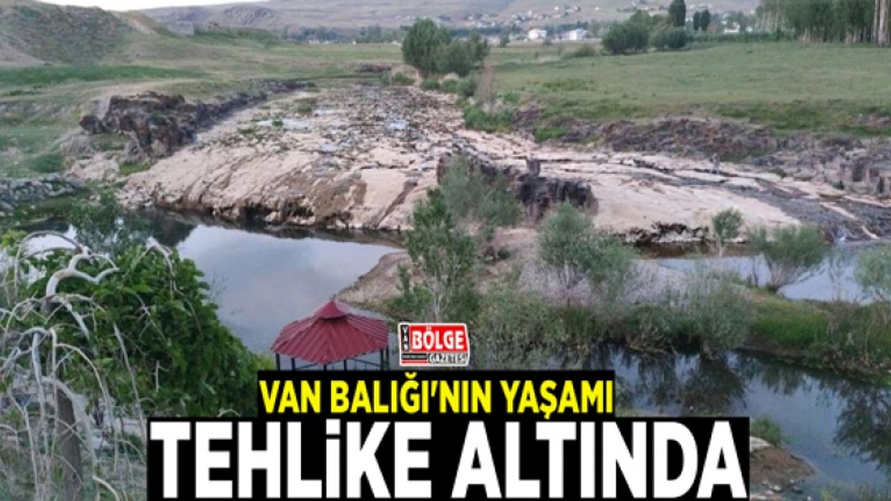 Van Balığı'nın yaşamı tehlike altında