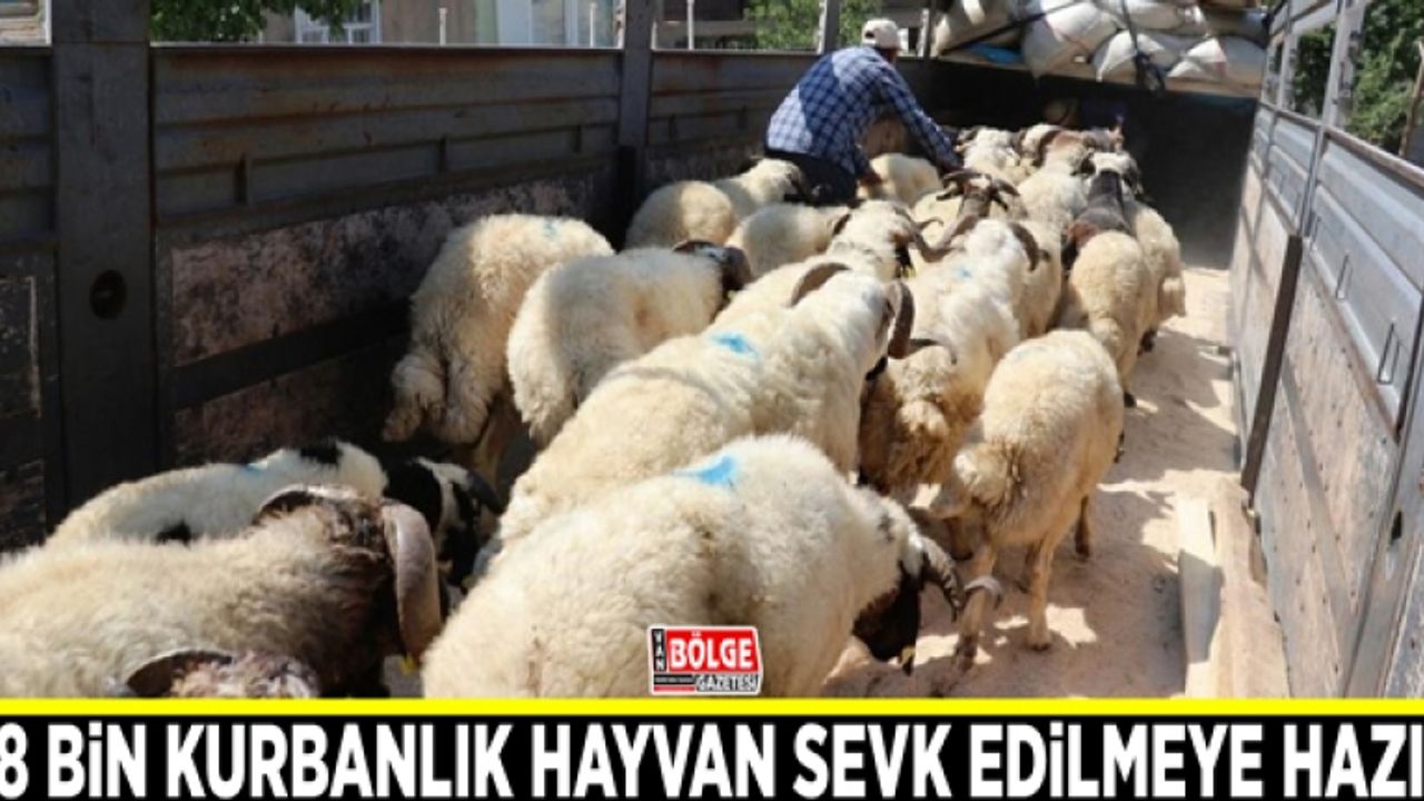 Van’da 58 bin kurbanlık hayvan sevk edilmeye hazır