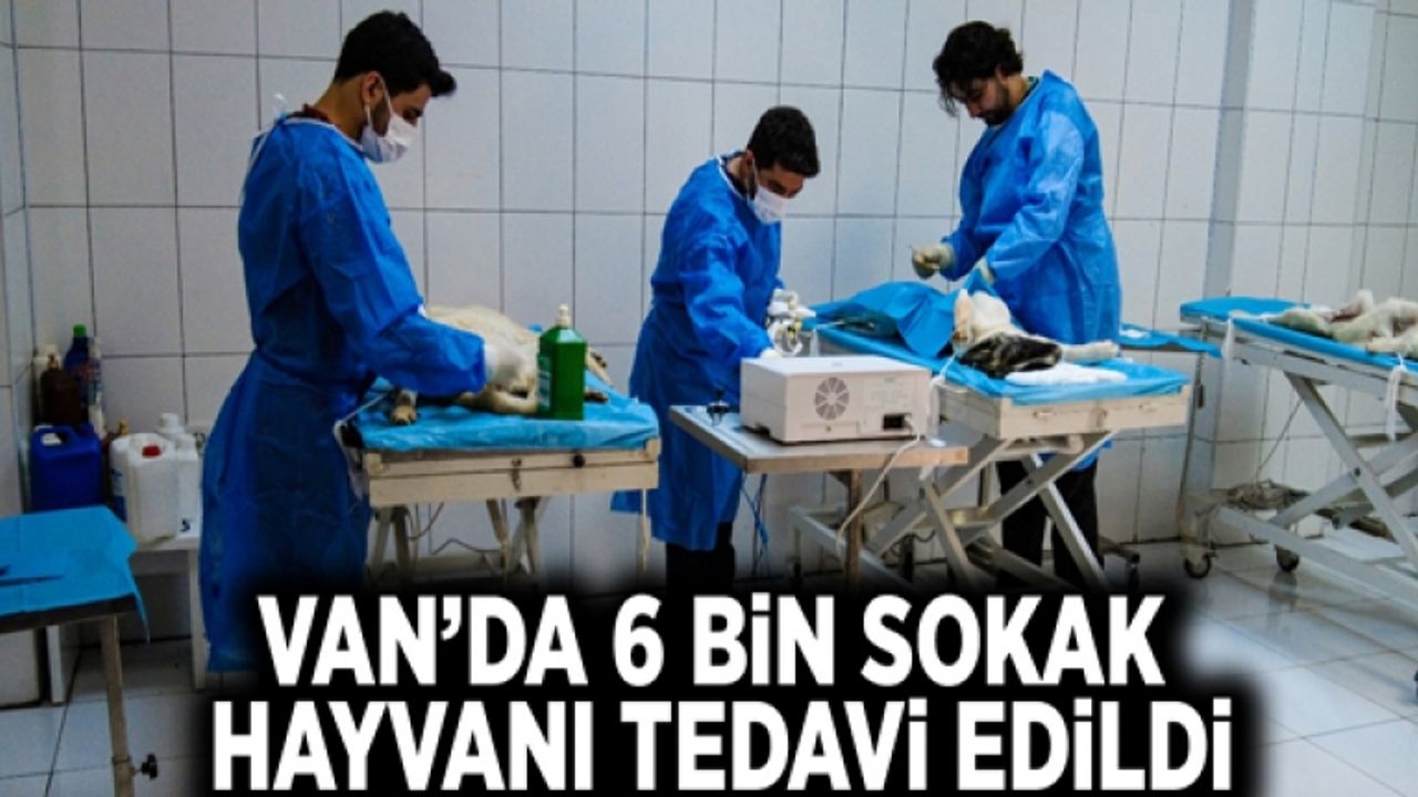 Van’da 6 bin sokak hayvanı tedavi edildi