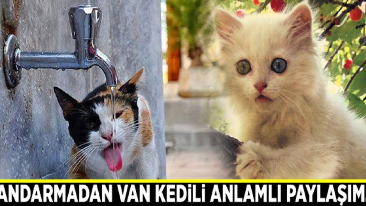 Jandarma Genel Komutanlığı’ndan Van Kedili anlamlı paylaşım...