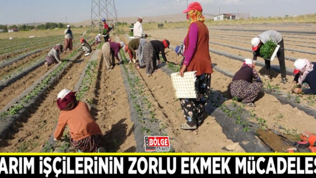 Tarım işçilerinin zorlu ekmek mücadelesi