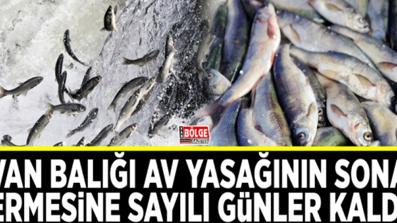 Van Balığı av yasağının sona ermesine sayılı günler kaldı