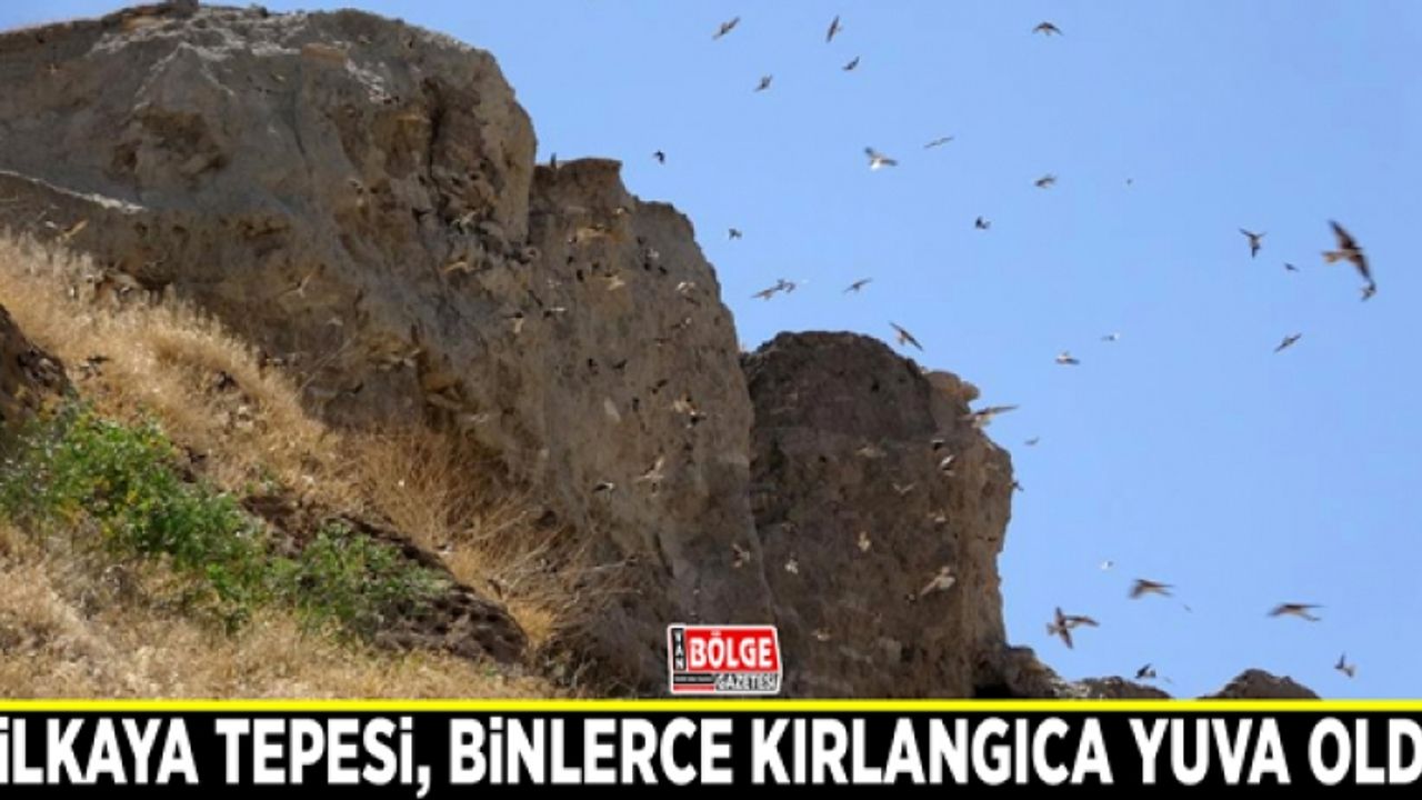 Dilkaya Tepesi, binlerce kırlangıca yuva oldu