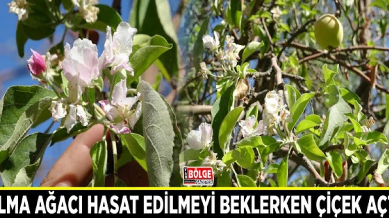 Elma ağacı hasat edilmeyi beklerken çiçek açtı