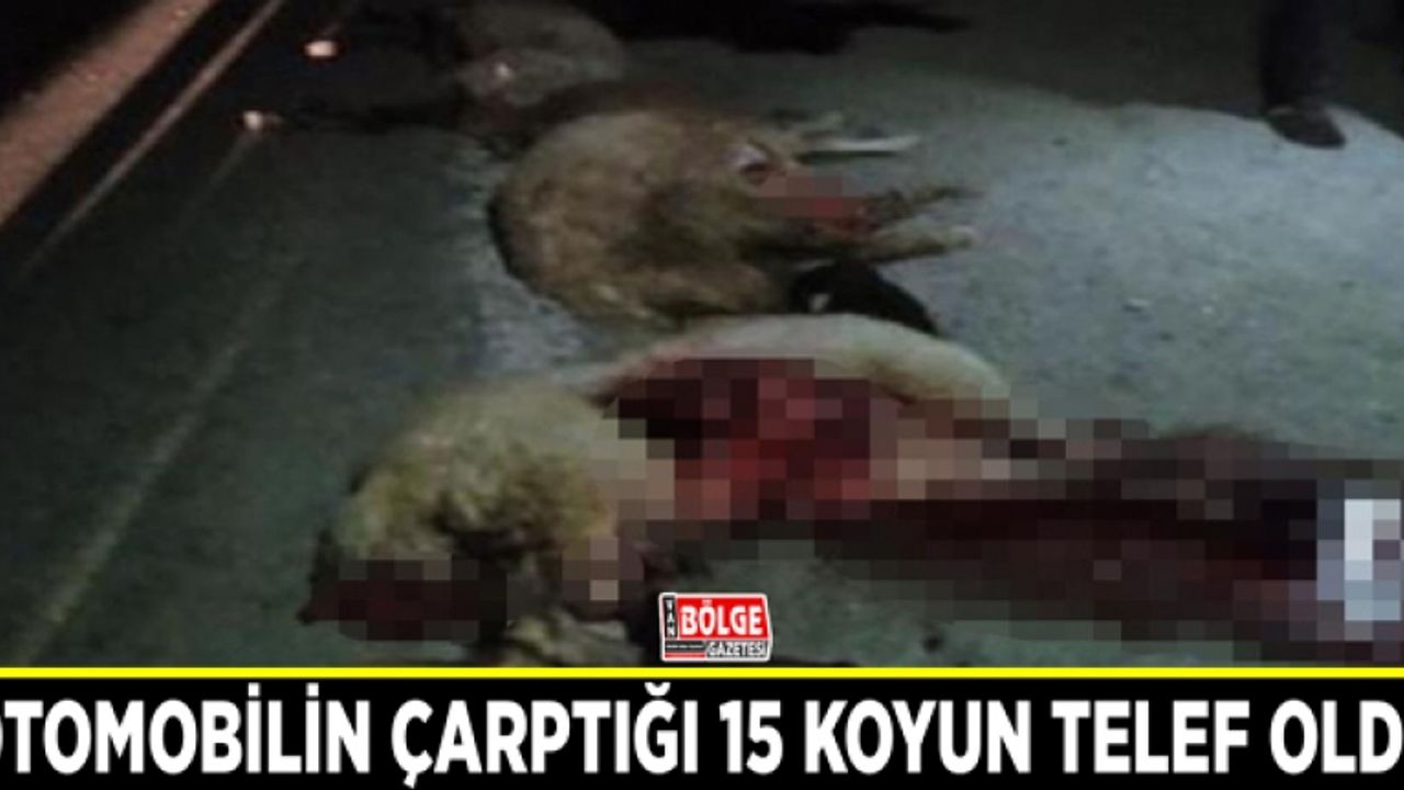 Otomobilin çarptığı 15 koyun telef oldu