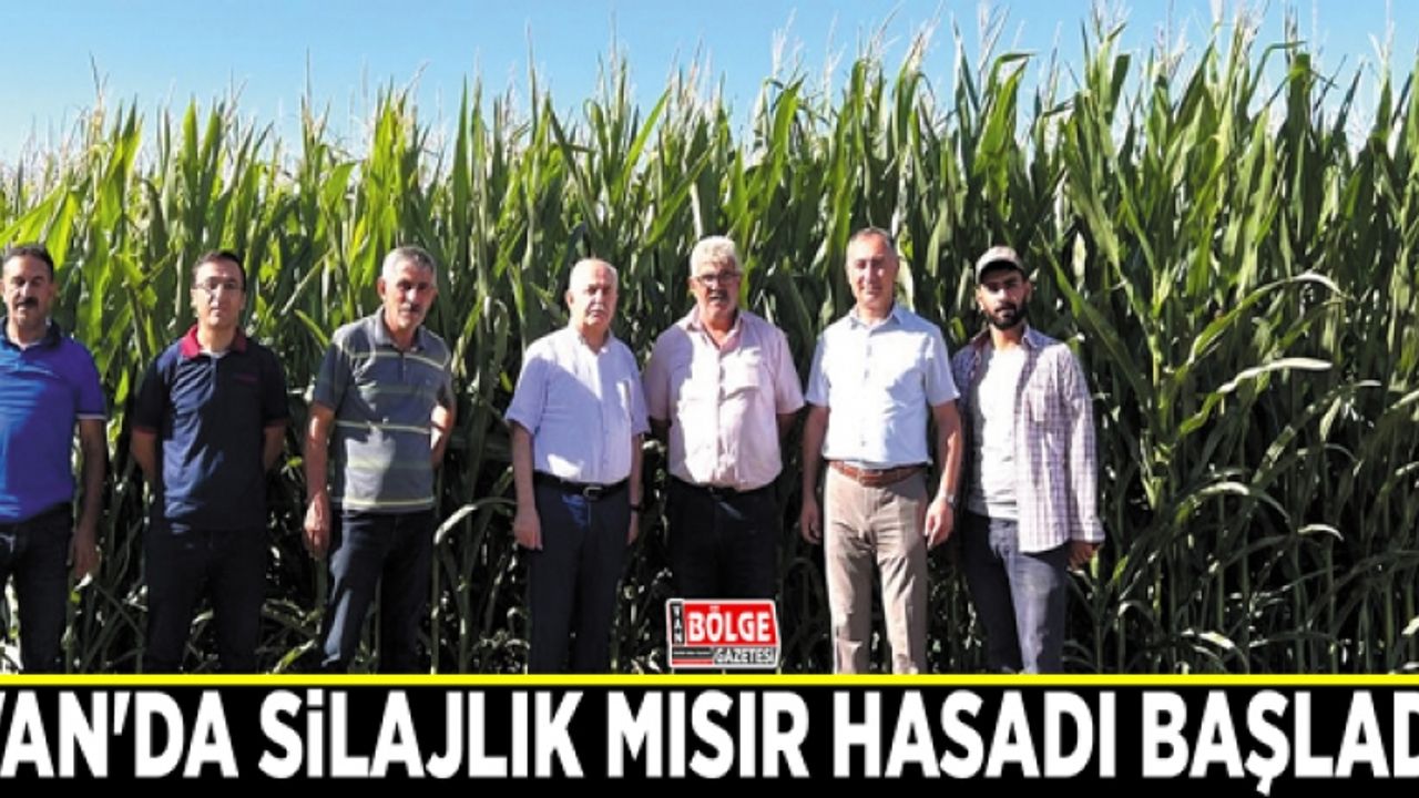 Van'da silajlık mısır hasadı başladı