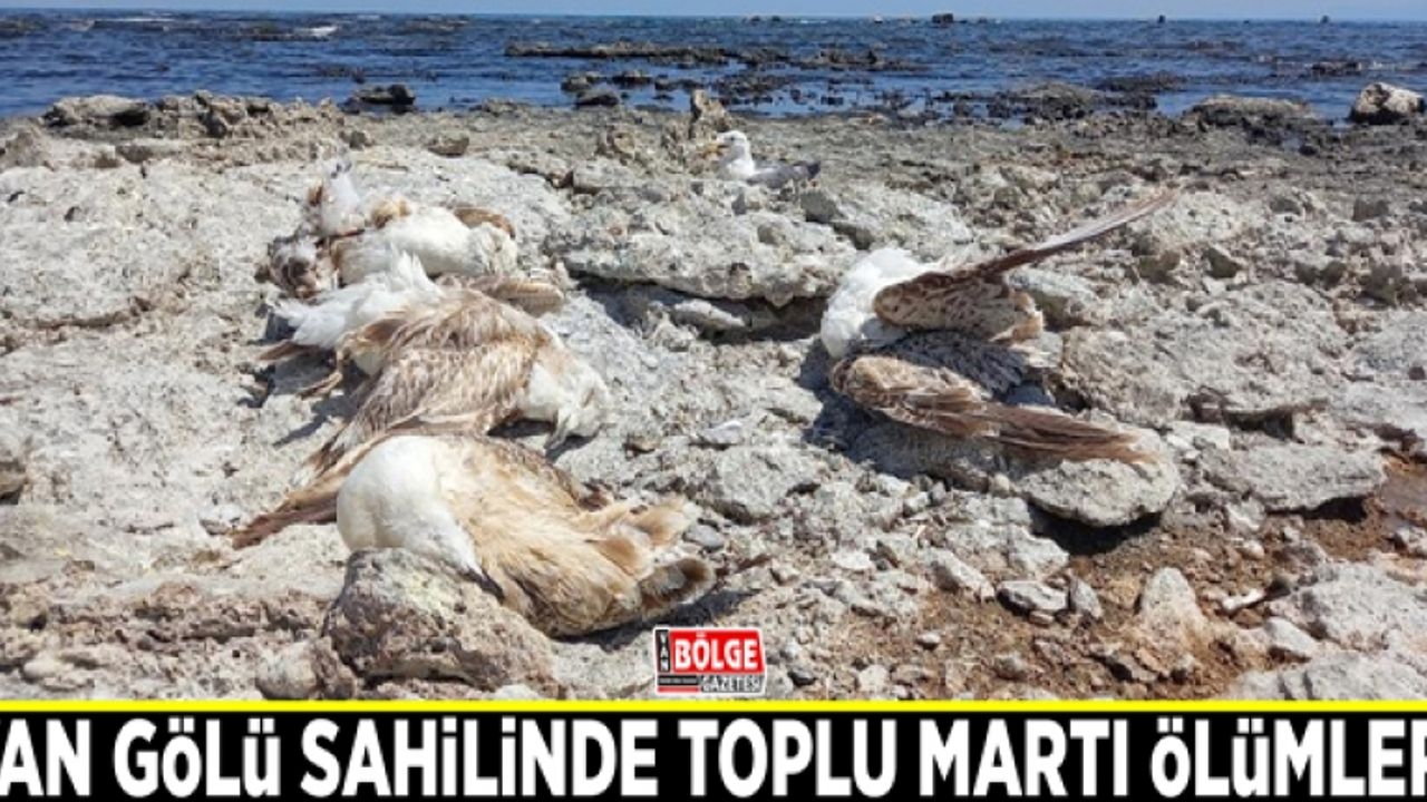 Van Gölü sahilinde toplu martı ölümleri