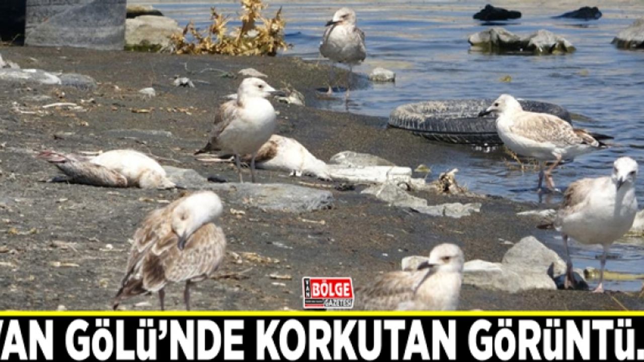 Van Gölü’nde korkutan görüntü...