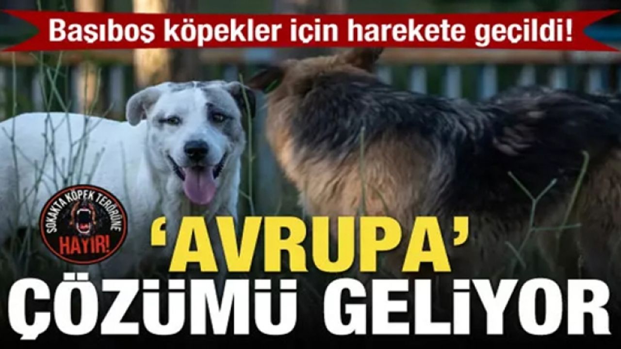 Başıboş köpekler için harekete geçildi! 'Avrupa' çözümü geliyor