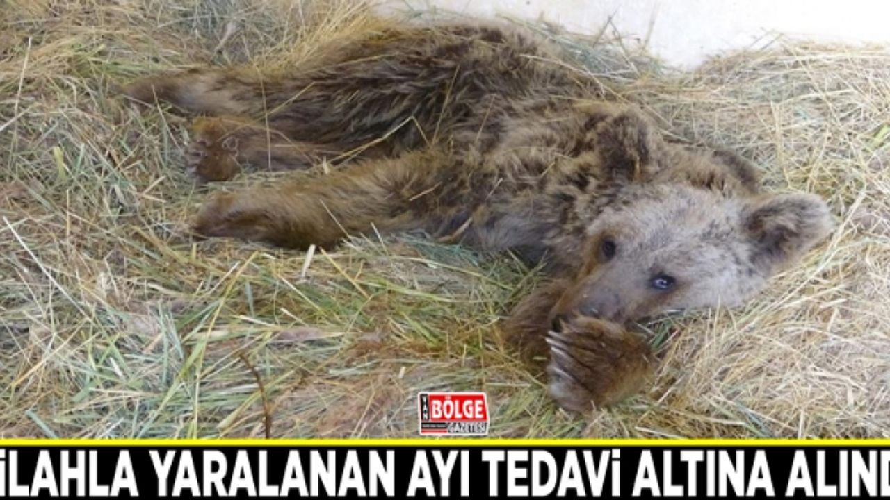 Silahla yaralanan ayı tedavi altına alındı