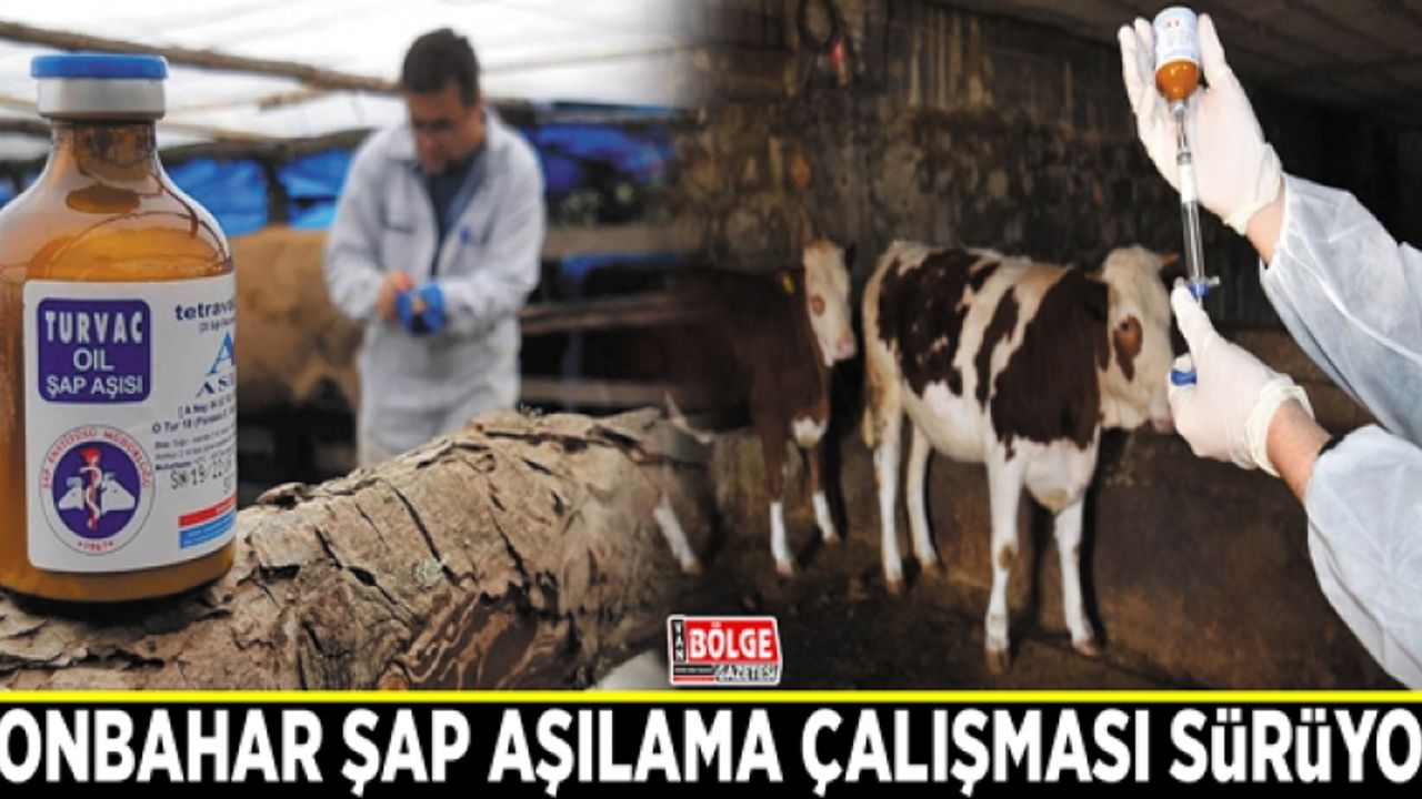 Sonbahar şap aşılama çalışması sürüyor