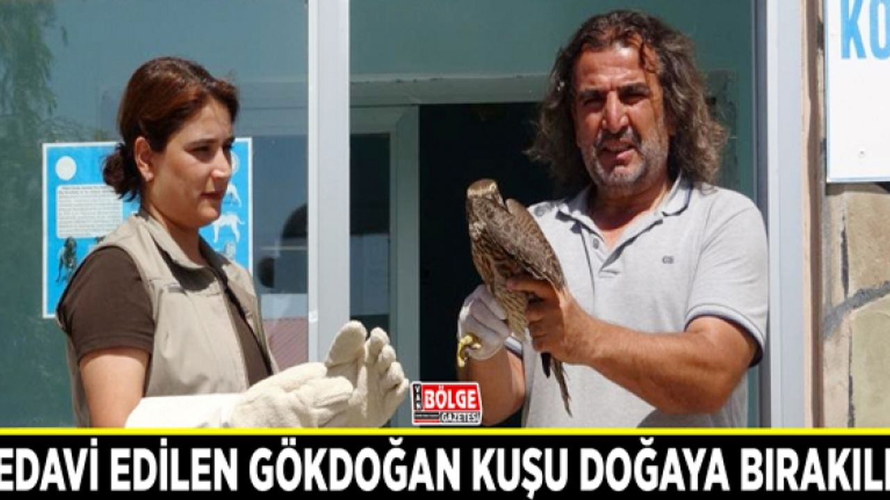 Tedavi edilen gökdoğan kuşu doğaya bırakıldı