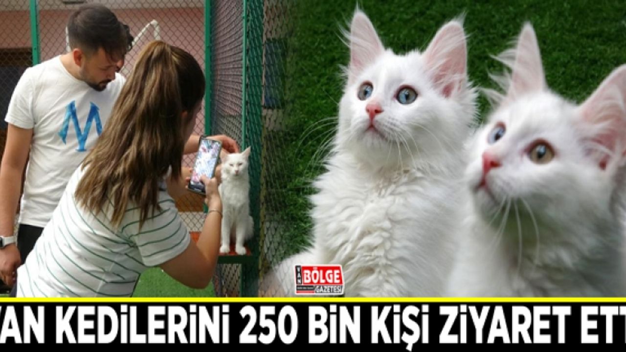 Van kedilerini 250 bin kişi ziyaret etti