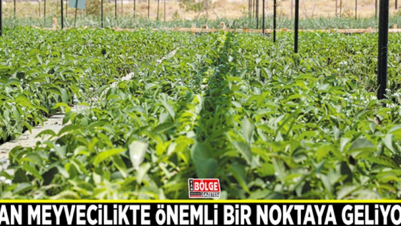 Van meyvecilikte önemli bir noktaya geliyor