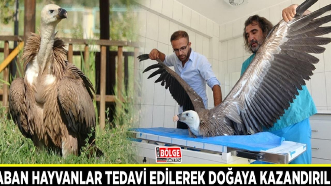 Yaban hayvanlar tedavi edilerek doğaya kazandırıldı