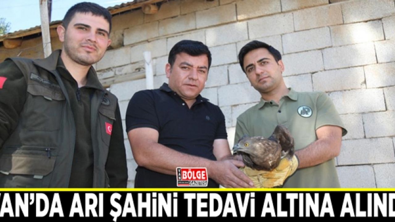Bitkin halde bulunan arı şahini tedavi altına alındı