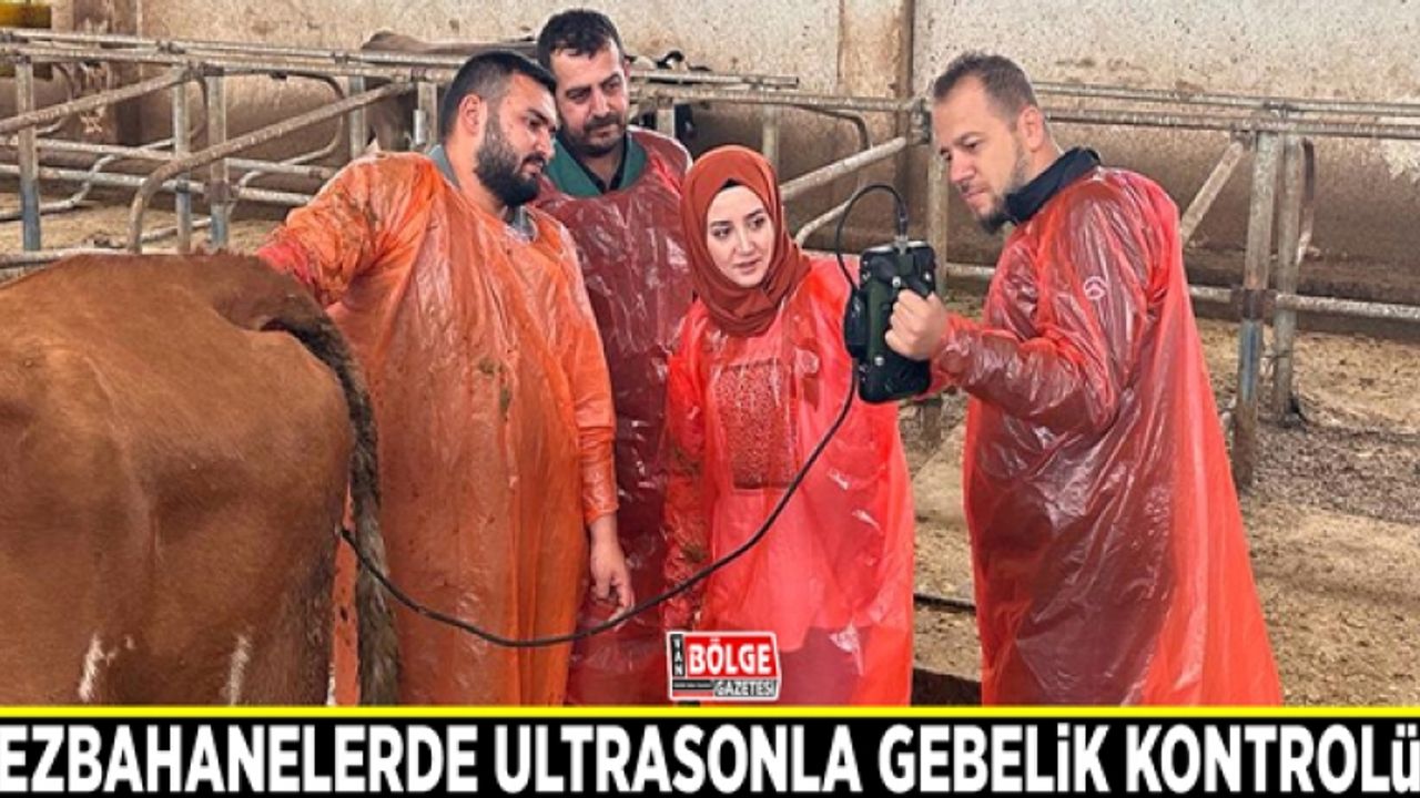 Mezbahanelerde ultrasonla gebelik kontrolü sistemi başladı