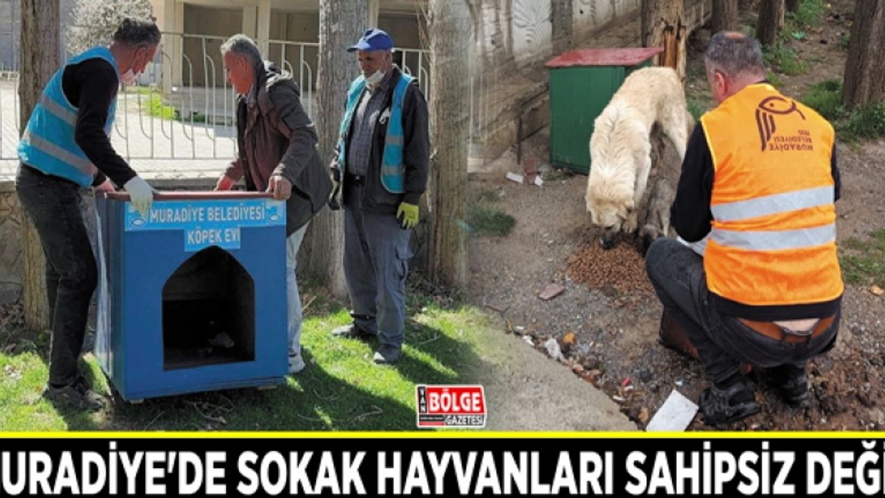 Muradiye'de sokak hayvanları sahipsiz değil