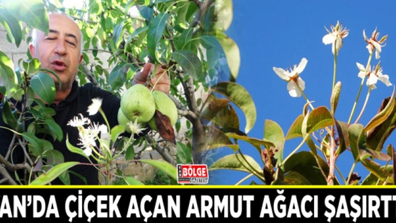Van’da çiçek açan armut ağacı şaşırttı