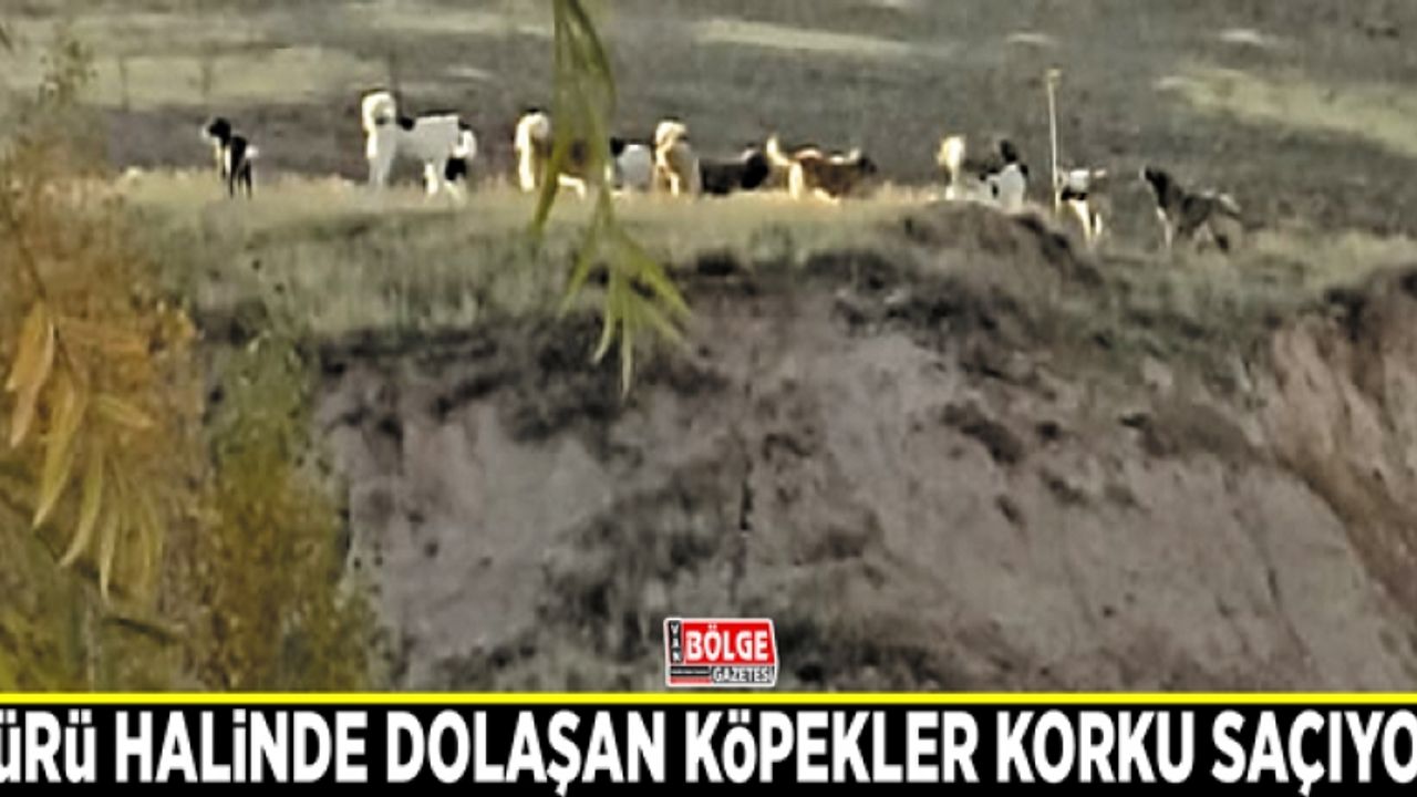 Sürü halinde dolaşan köpekler korku saçıyor