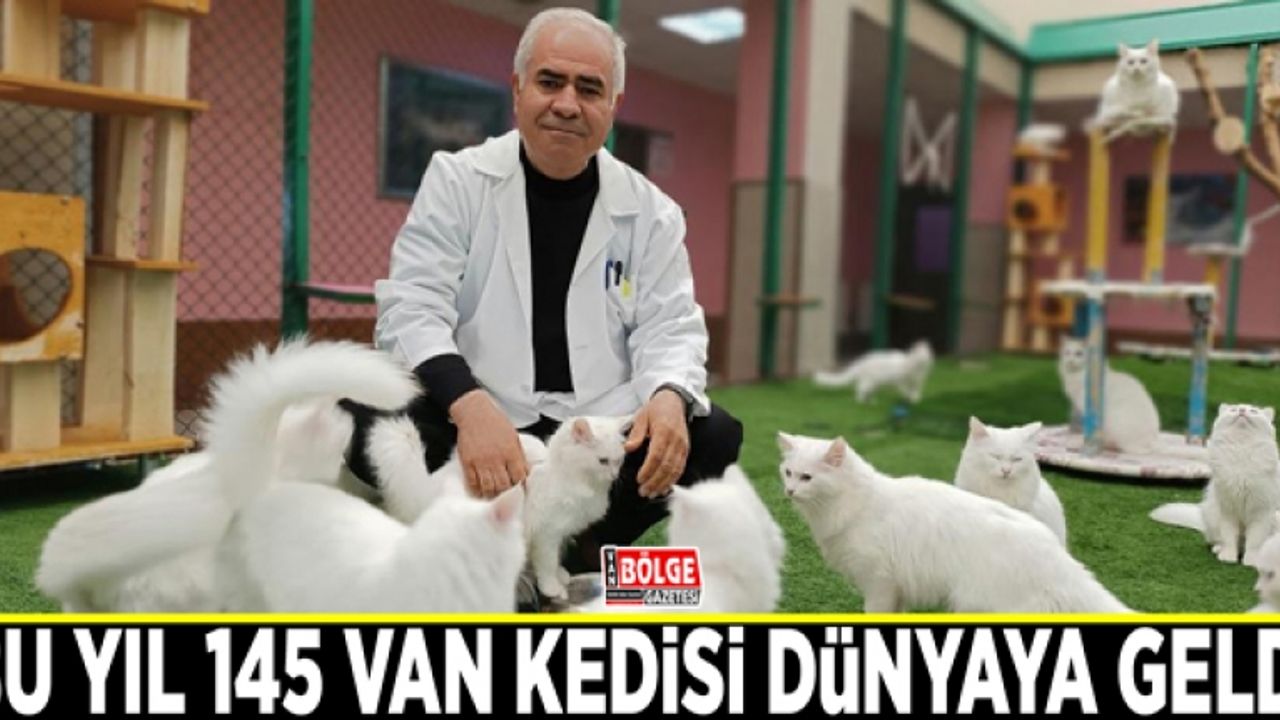 Bu yıl 145 Van kedisi dünyaya geldi