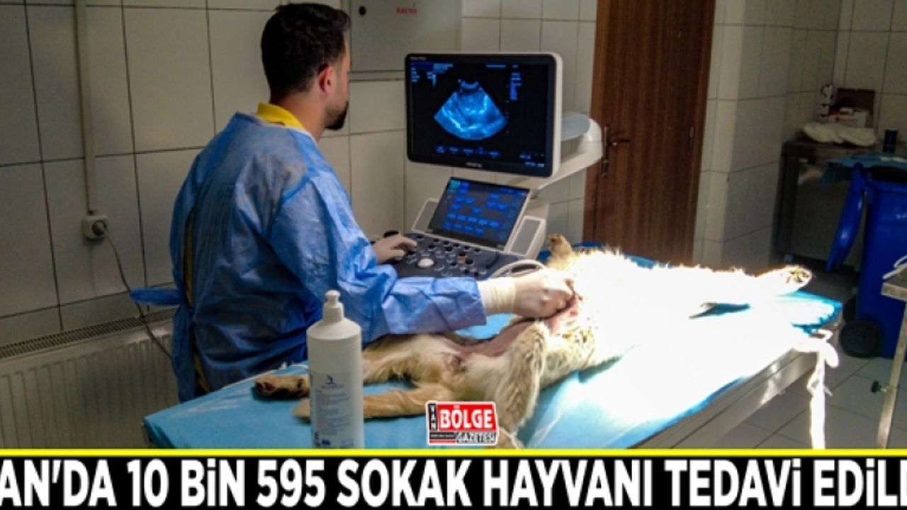 Van'da 10 bin 595 sokak hayvanı tedavi edildi
