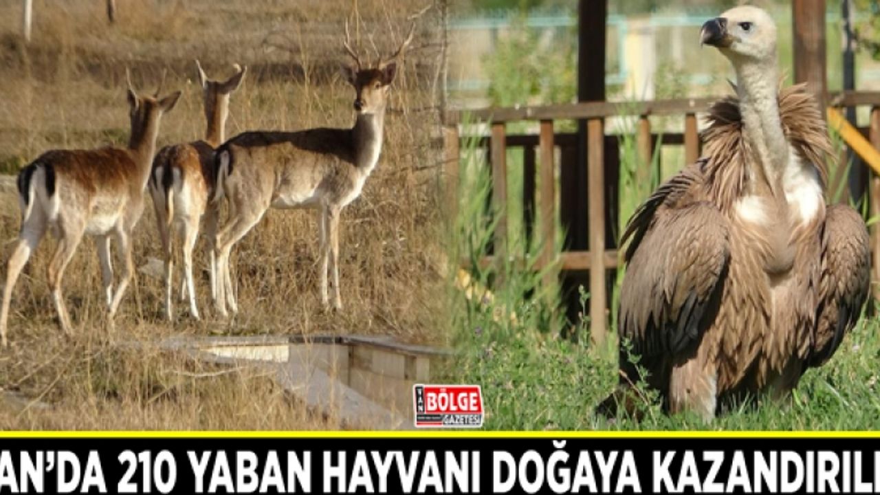 Van’da 210 yaban hayvanı doğaya kazandırıldı