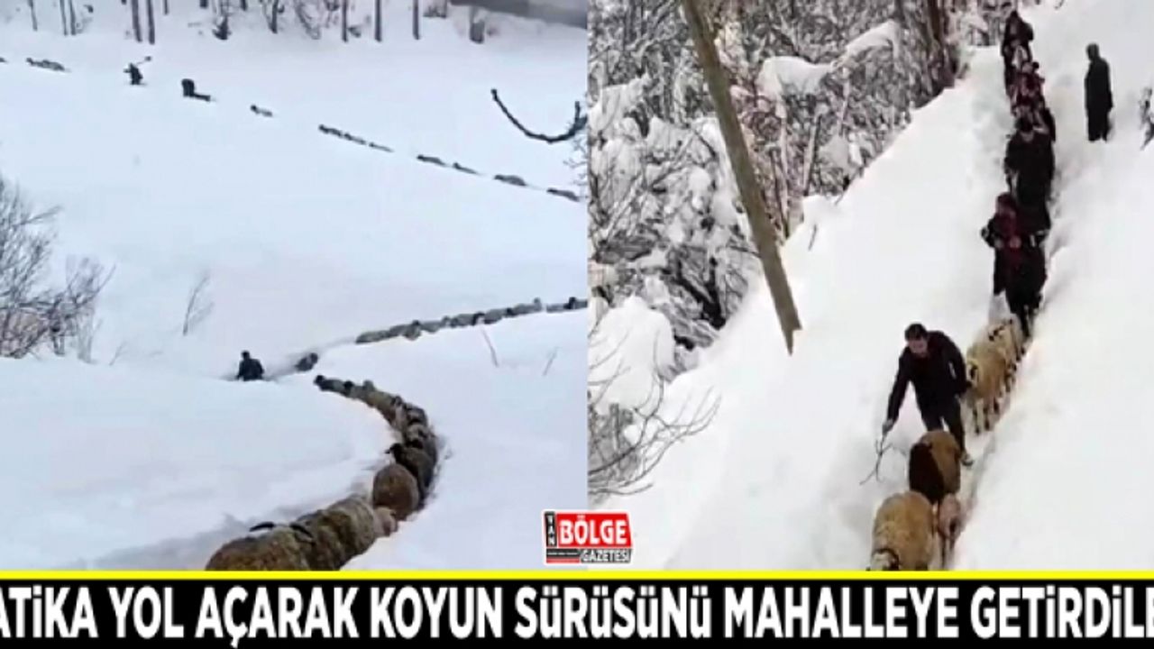 Patika yol açarak koyun sürüsünü mahalleye getirdiler