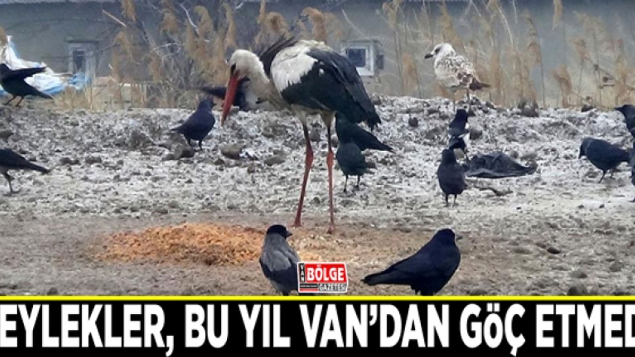 Leylekler, bu yıl Van’dan göç etmedi