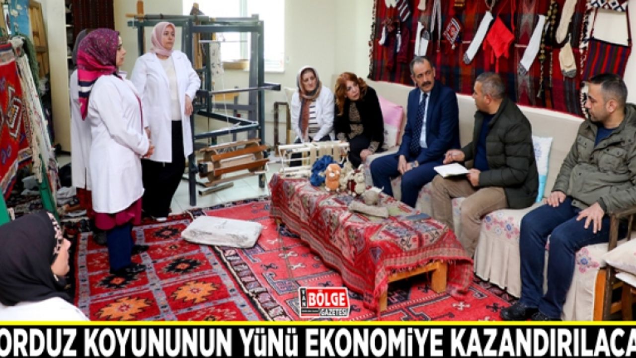 Norduz Koyununun yünü ekonomiye kazandırılacak