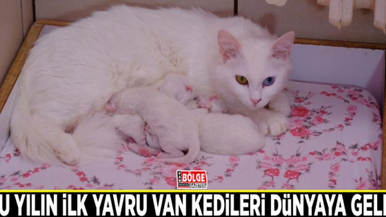 Bu yılın ilk yavru Van kedileri dünyaya geldi