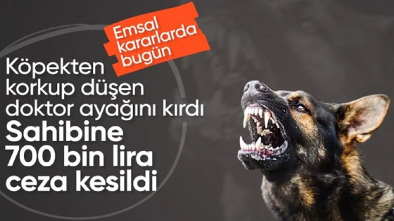 Köpekten korkup düşen doktor ayağını kırdı: Mahkeme sahibine 700 bin TL'ye yakın ceza verdi