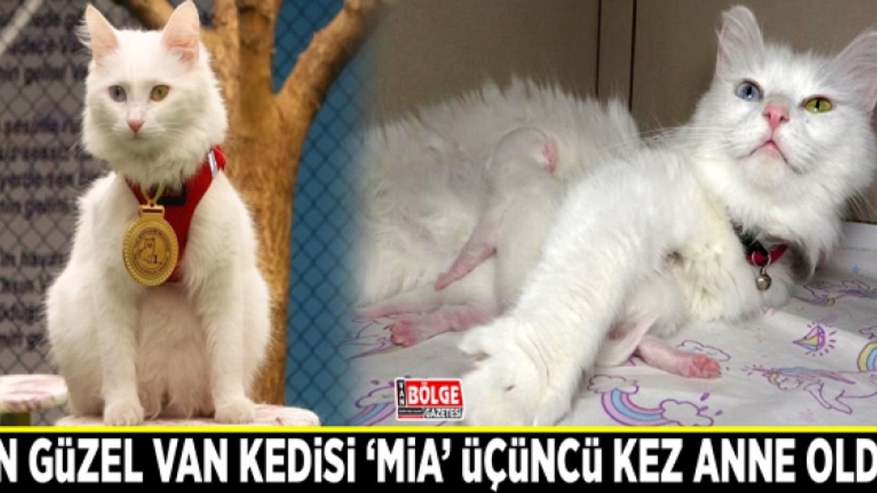 En güzel Van kedisi ‘Mia’ üçüncü kez anne oldu