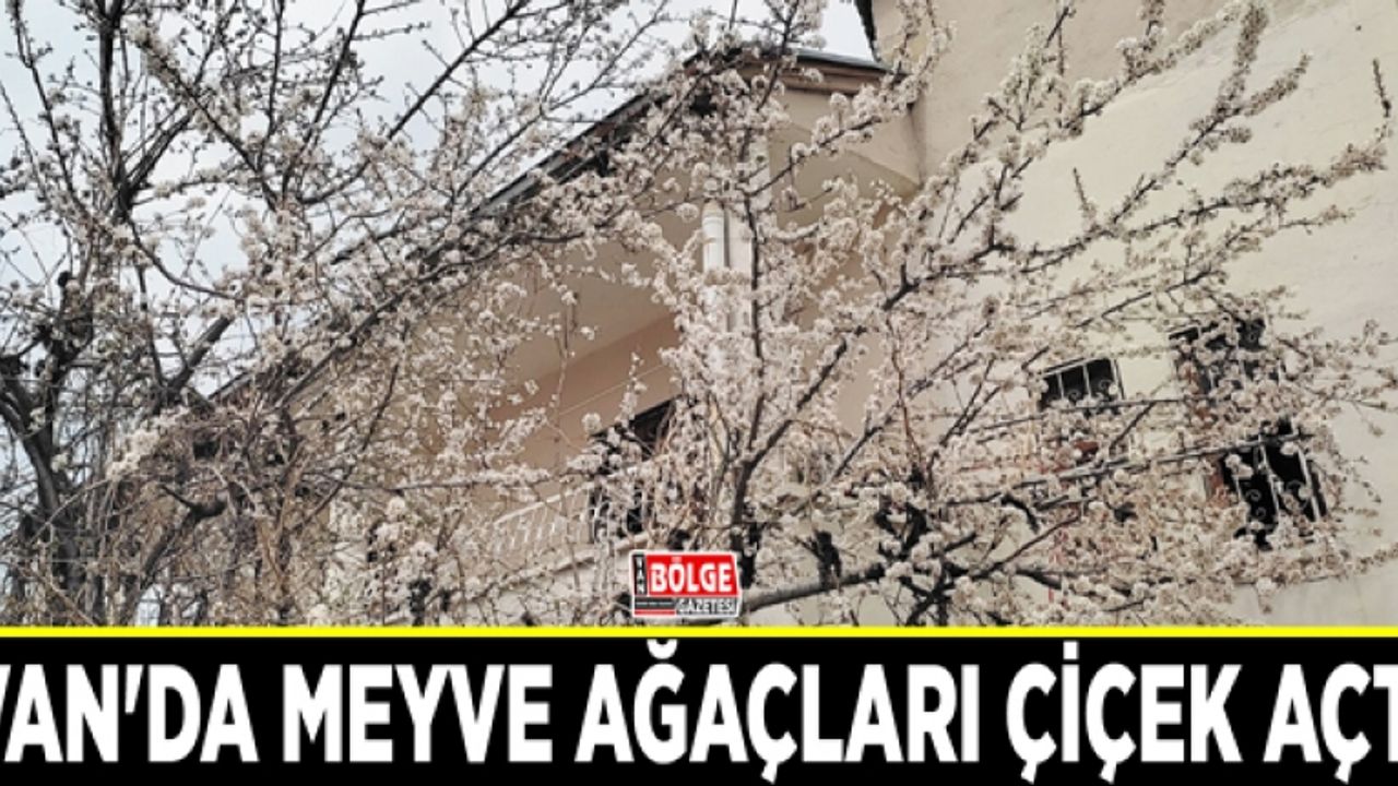 Van'da meyve ağaçları çiçek açtı